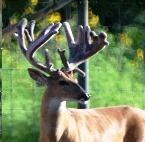 breed buck