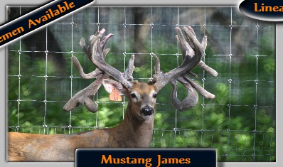 Mustang James