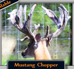 Chopper Breeder Buck