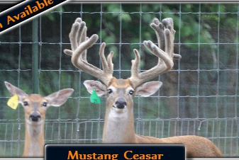 Mustang Ceasar