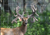 breeder buck