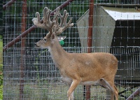 breeder buck