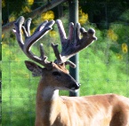breed buck