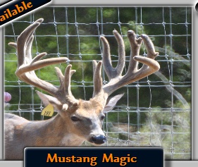 deer