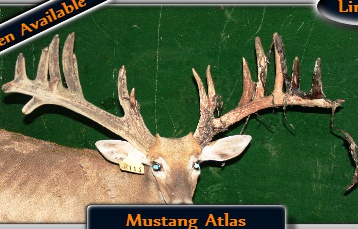 Mustang Atlas