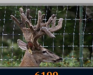Deer for sale