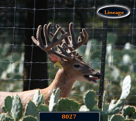 Whitetail 8027 182 at 2