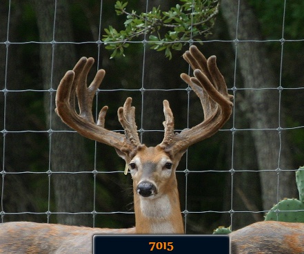 Buck 7015 226 at 3