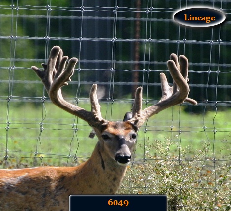 Buck 6049 218 at 4 
