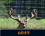 whitetail breeders