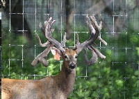 breeder buck breeder buck