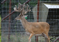 breeder buck breeder buck